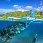 Cebu: Whale Shark, Monkey Sanctuary, & Moalboal Turtles Tour - The Logistics and Value