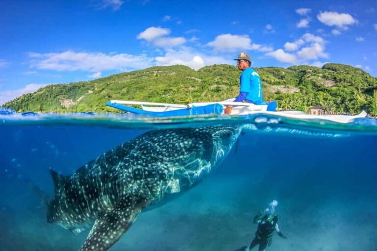 Cebu: Whale Shark, Monkey Sanctuary, & Moalboal Turtles Tour - The Logistics and Value