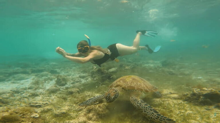 Cebu: Whale Shark Oslob and Moalboal Snorkeling Adventure - The Itinerary: From Dawn to Dusk