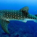 Cebu: Whalesharks, Sumilon Sandbar & Tumalog Falls Tour - What to Expect on the Day