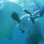 Cebu:Oslob Whale Shark Swimming & Kawasan Falls Canyoneering - What’s Included and What’s Not?