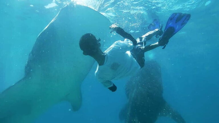 Cebu:Oslob Whale Shark Swimming & Kawasan Falls Canyoneering - What’s Included and What’s Not?