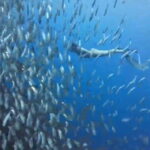 Cebu:Oslob Whale Sharks, Tumalog Falls & Moalboal Snorkeling - What’s Included and Whats Not