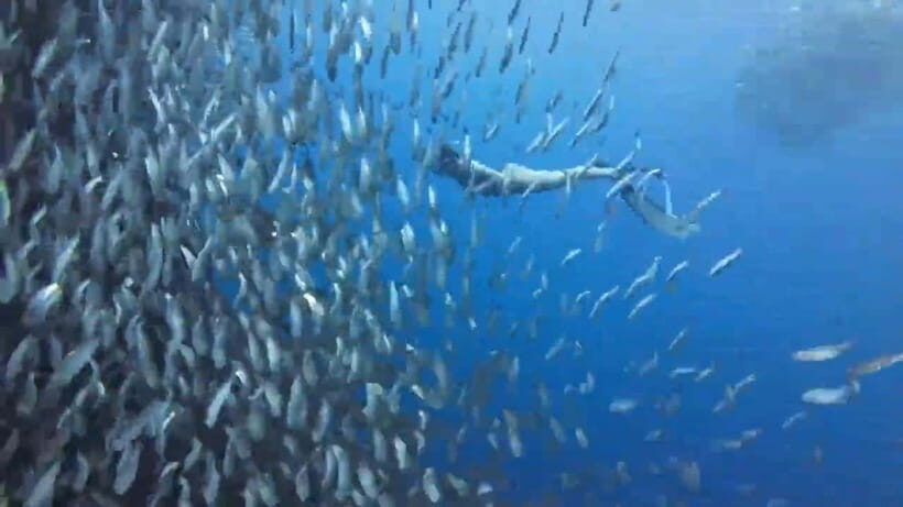 Cebu:Oslob Whale Sharks, Tumalog Falls & Moalboal Snorkeling - What’s Included and Whats Not