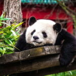 Chengdu: Half-Day Panda Base Tour with Guide Option - Who Should Consider This Tour?
