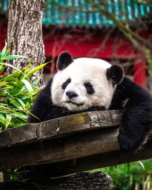 Chengdu: Half-Day Panda Base Tour with Guide Option - Who Should Consider This Tour?