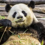 Chengdu Pandas&Dujiangyan Private Tour with Blue Tears - Why Value Matters: Is This Tour Worth It?