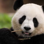 Chengdu Private Tour: Meet Pandas+Hike Qingcheng Front/Back - Why This Tour Offers Great Value