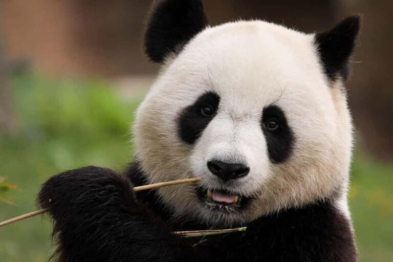 Chengdu Private Tour: Meet Pandas+Hike Qingcheng Front/Back - Why This Tour Offers Great Value