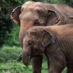 Chiang Mai Elephant Sanctuary, Bamboo Rafting and Waterfall Tour - What’s Included and What’s Not