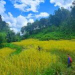 Chiang Mai: Elephant Sanctuary & Jungle Trek w/ Waterfall - What We Love About This Tour