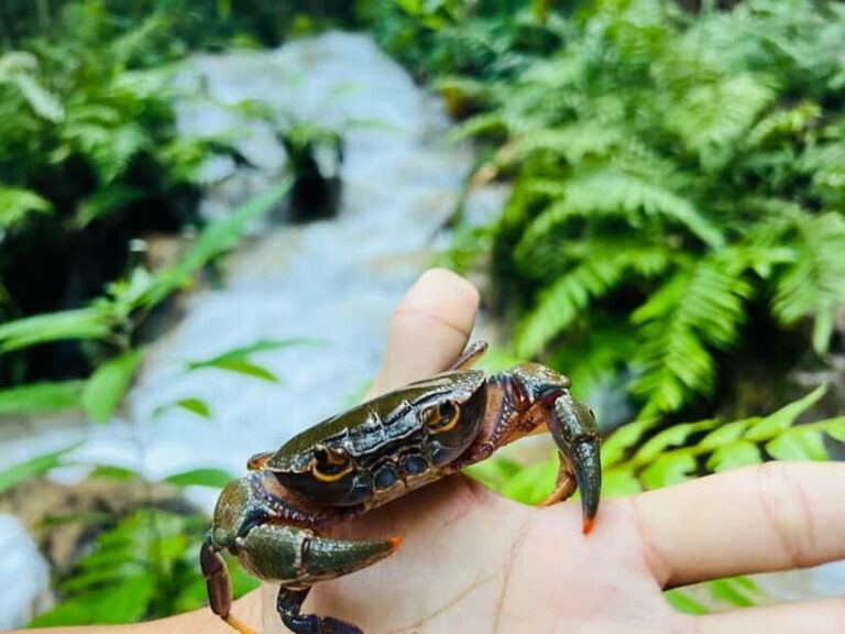 Chiang Rai: The Adventure of Trekking & Bamboo Cooking - Practical Details and What to Expect