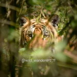 Chitwan: Full-Day Safari Canoeing and Jungle Walk and Jeep - Practical Details and Tips