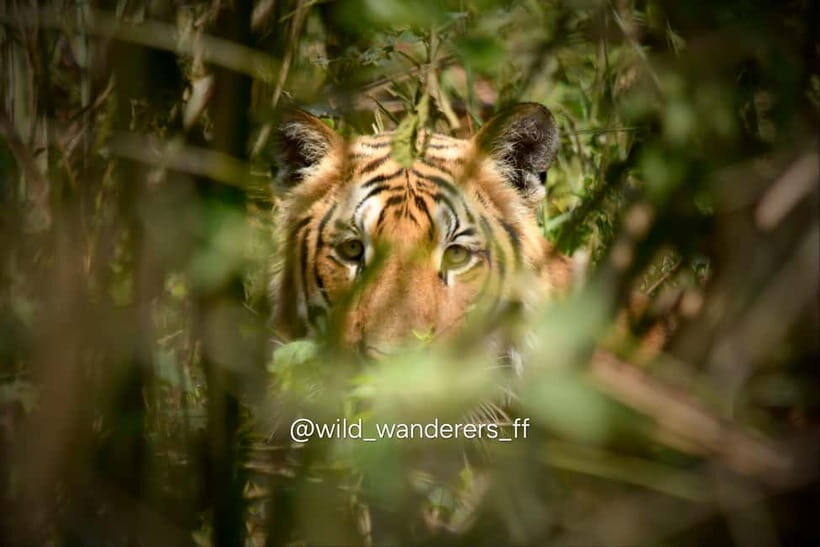 Chitwan: Full-Day Safari Canoeing and Jungle Walk and Jeep - Practical Details and Tips