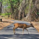 Coimbatore to Hill Station & Wildlife Safari 2-Days Tour - Practical Details and Tips