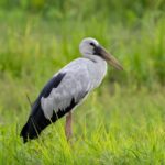 Colombo: Guided wet zone and wetland full day birding tour - An In-Depth Look at the Tour Experience