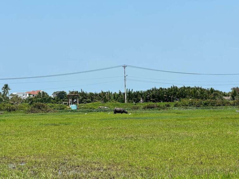 Cooking class in Tra Que village and lantern making - Is This Tour Worth It?