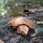 Cuc Phuong National Park Adventure: Nature Tour in 1 day - Who Will Love This Tour?