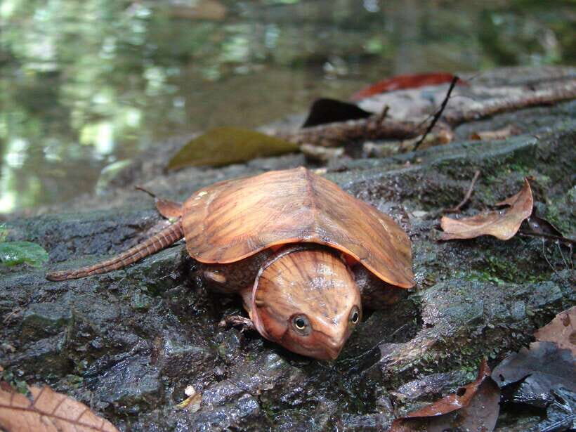 Cuc Phuong National Park Adventure: Nature Tour in 1 day - Who Will Love This Tour?