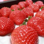 Day Bus Trip to Fruits Pick & Dazaifu, Yanagawa in Fukuoka - Practical Details and Tips