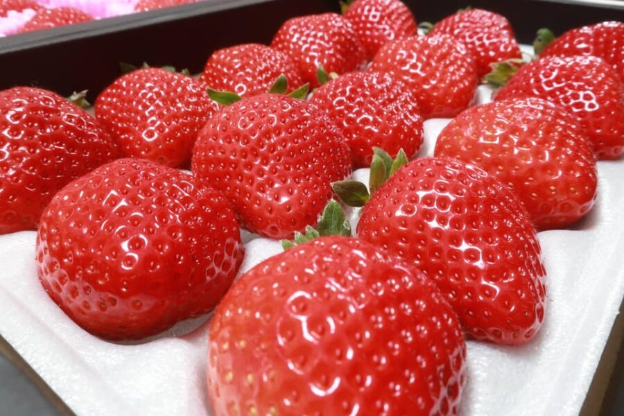 Day Bus Trip to Fruits Pick & Dazaifu, Yanagawa in Fukuoka - Practical Details and Tips