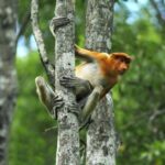 Day Trip Sepilok Orang Utan & Proboscis Monkey (Flight Excluded) - Itinerary Breakdown: What to Expect