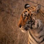 Delhi: 2-Day Jim Corbett Safari Adventure - Day 1: Safari and Relaxation