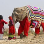 Delhi: 3Day Golden Triangle with Elephant SOS (5 Star Hotel) - What Travelers Say About This Tour