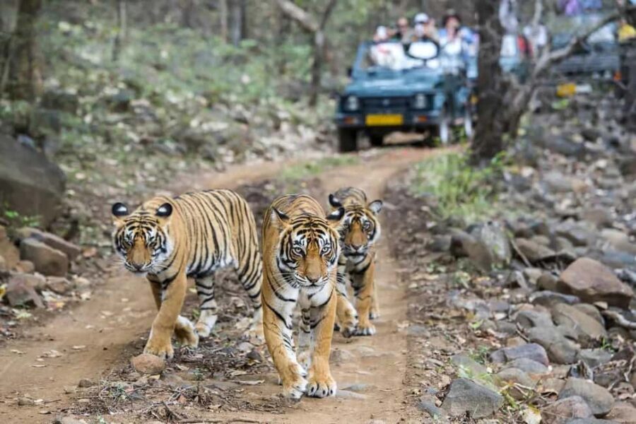 Delhi: 6-Day Private Golden Triangle Tour With Ranthambore - From Delhi to Agra: The Taj Mahal’s Wonder