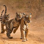 Delhi-Agra-Jaipur Golden Triangle Multiday trip with Safari - Transportation and Group Size