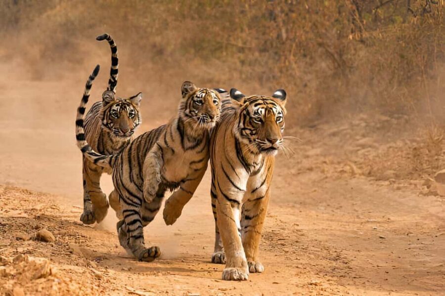 Delhi-Agra-Jaipur Golden Triangle Multiday trip with Safari - Transportation and Group Size