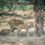 Delhi: Deer Park and Hauz Khas Village Walking Tour - Discovering Delhi’s Green Retreats and Historic Gems