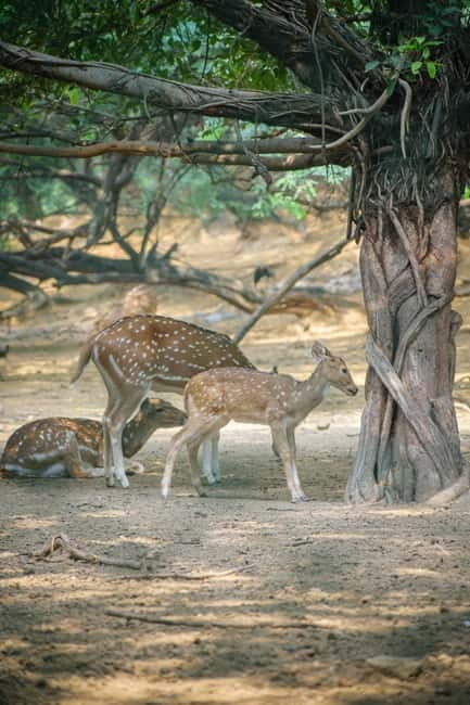 Delhi: Deer Park and Hauz Khas Village Walking Tour - Discovering Delhi’s Green Retreats and Historic Gems