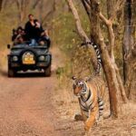 Delhi: Same Day Sariska National Park Tour with Tiger Safari - Lunch and Cultural Highlights