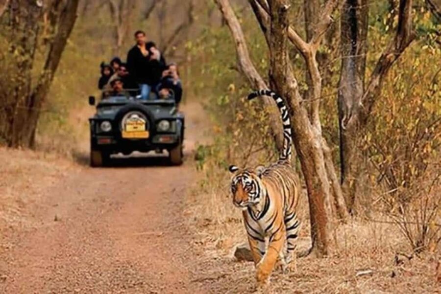 Delhi: Same Day Sariska National Park Tour with Tiger Safari - Lunch and Cultural Highlights