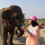 Delhi: Same Day Taj Mahal with Elephant SOS by Express Train - Who Should Consider This Tour?