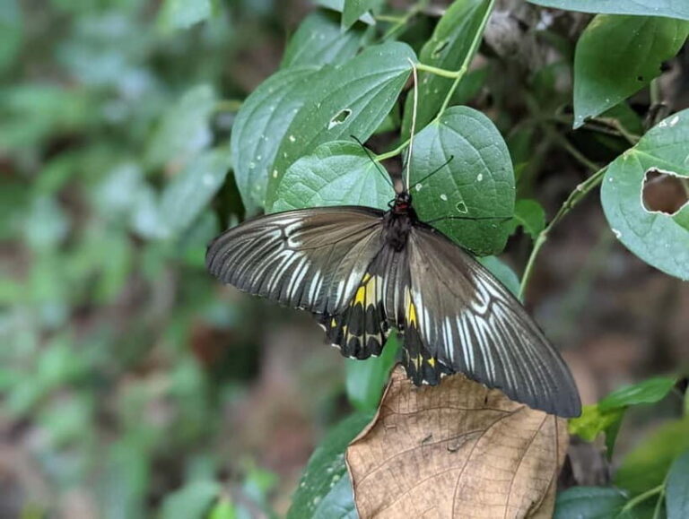 Dolukanda Hiking Adventure  Healing Rock of Aristhana - What’s Included and Excluded?