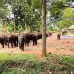 Ella/Hikkaduwa/Galle/Mirissa: Udawalawe Safari Day Trip - Why This Tour Offers Good Value