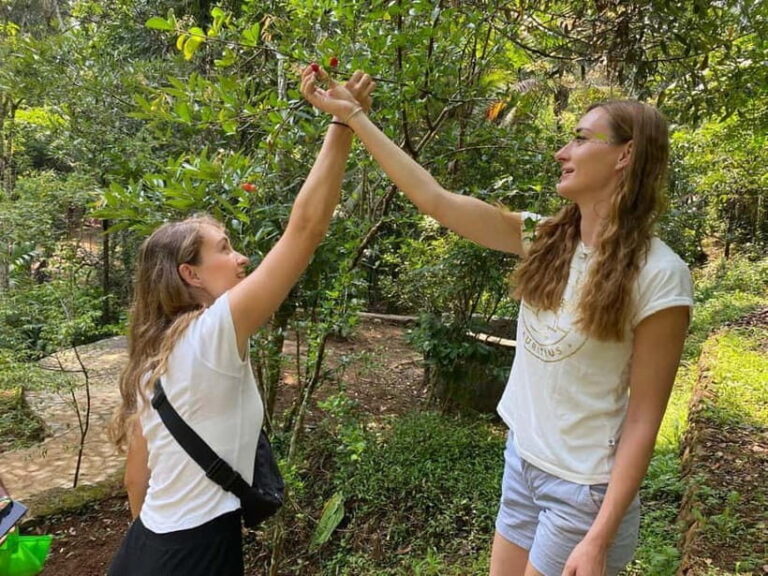 Ella: Nine Arch Spice Garden Tour with Traditional Lunch - The Sum Up