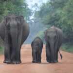 Ella to Tangalle/Hiriketiya/Mirissa/Galle Shuttle & Yala Safari - Authentic Insights from Reviewers