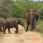 Ella: Yala Safari with Drop at Tangalle/ Hiriketiya/ Mirissa - Who Should Consider This Tour?