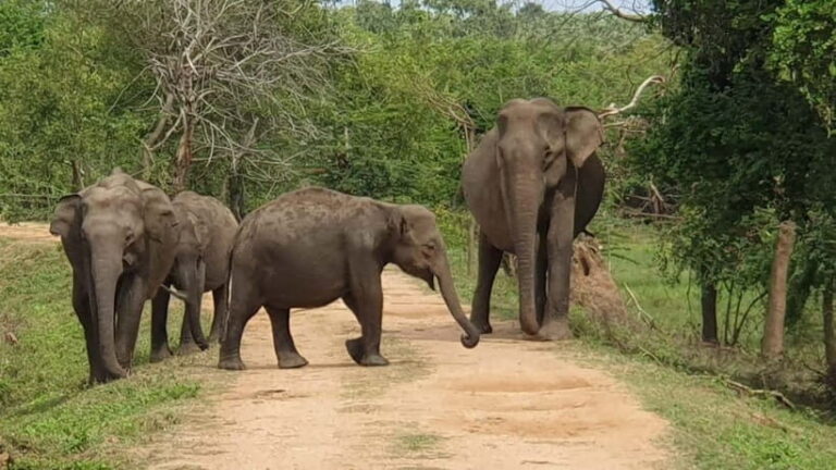 Ella: Yala Safari with Drop at Tangalle/ Hiriketiya/ Mirissa - Who Should Consider This Tour?
