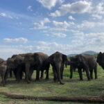 Evening Safari at Minneriya National park with Hotel Pickup - Final Thoughts