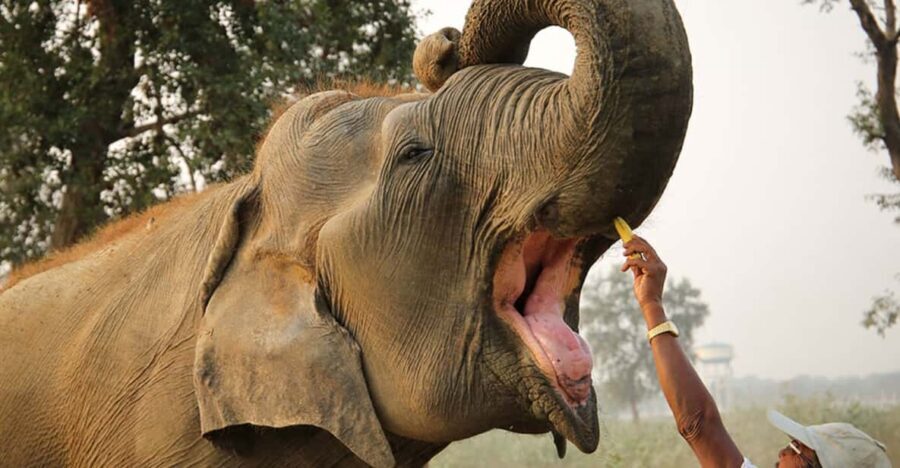 From Agra: Taj Mahal Tour w/ Elephant Conservation - Whats Included and What’s Not