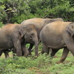 From Around Tangalle: Half-Day Yala Safari Private Tour(M/E) - A Practical Breakdown of the Tour
