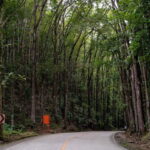 From Cebu-Bohol Day Tour with Roundtrip Ferry Transfers - Why This Tour Offers Value