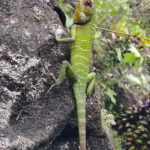 From Colombo/Kalutara: Full-Day Sinharaja Guided Eco Trek - What to Expect from the Sinharaja Eco Trek