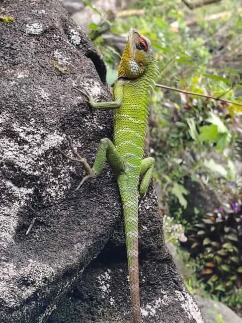 From Colombo/Kalutara: Full-Day Sinharaja Guided Eco Trek - What to Expect from the Sinharaja Eco Trek