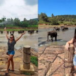 From Colombo: Pinnawala & Tea factory with Kandy Hotel Drop - Transport and Overall Value