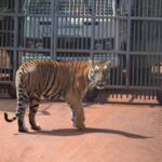 From Delhi: 2-Day Jim Corbett Tiger Safari Tour By Car - Who is this tour best for?